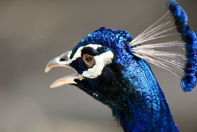 Close-up of peacock