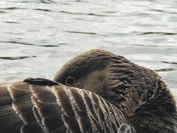 Close-up of swan swimming in lake