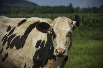 Portrait of cow on field