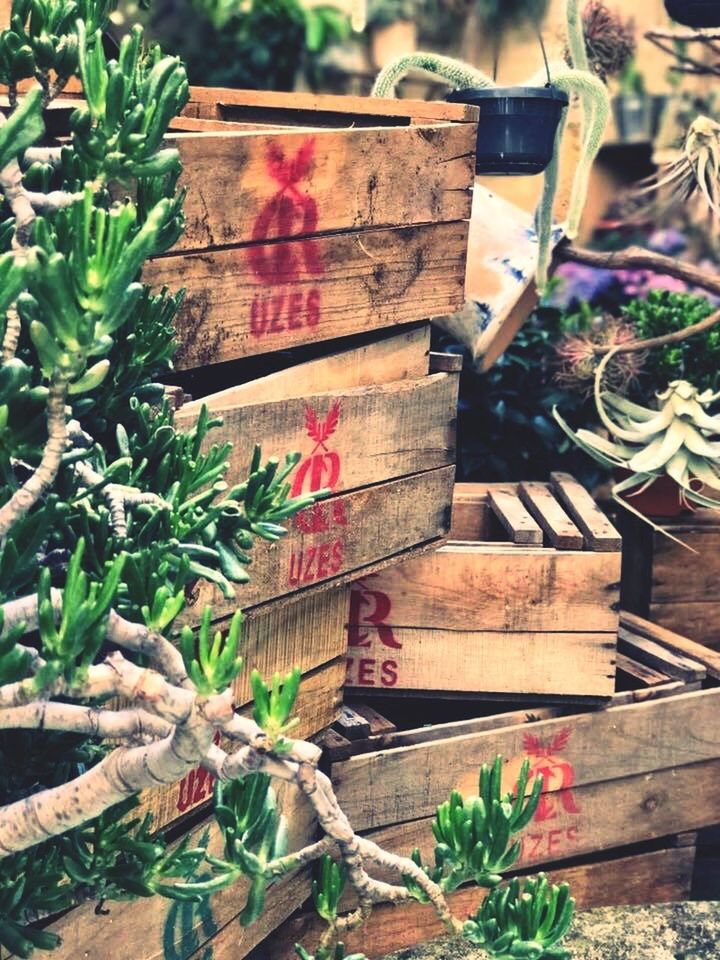 CLOSE-UP OF POTTED PLANTS AGAINST TREES