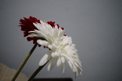 Close-up of white flower