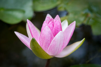 Close-up of pink lotus water lily blooming outdoors