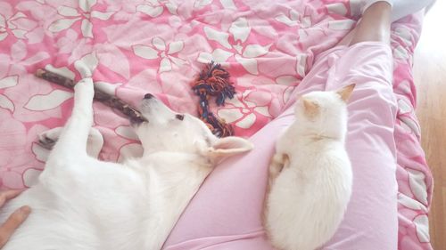 Pets.white canadian shepherd. siamese white kitten.domestic animals