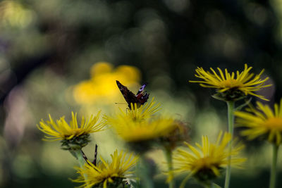 Close-up of insect on yellow flower