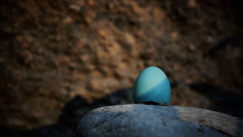 Blue eggshell on rock