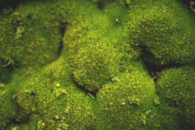 Close-up of moss on grass