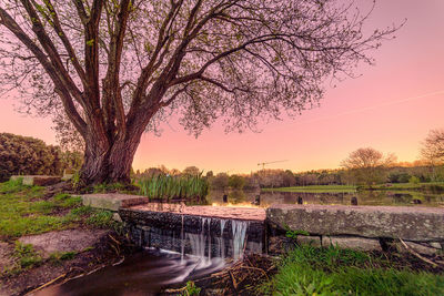 Bare tree by canal against sky during sunset