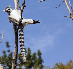 Low angle view of lemur in the wild