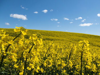 rapeseed