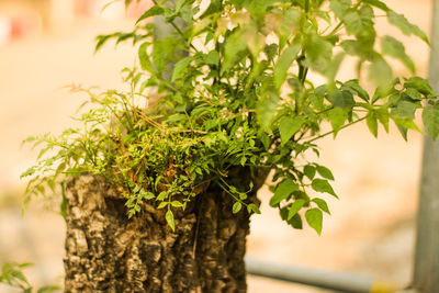 Close-up of tree trunk