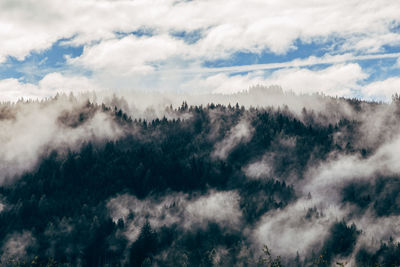 Low angle view of trees against sky