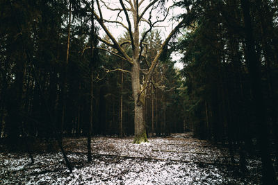 Scenic view of trees against sky