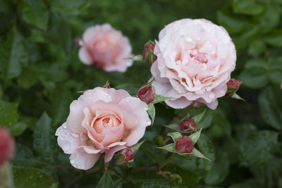 Close-up of pink rose