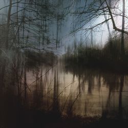 Reflection of trees in lake