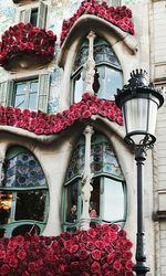 Low angle view of red flowers on window