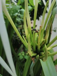 Close-up of plant