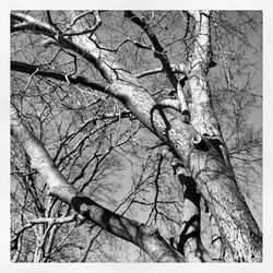 Low angle view of bare trees