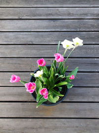 Close-up of pink flowering plant on table