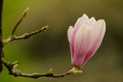 Close-up of pink flower buds