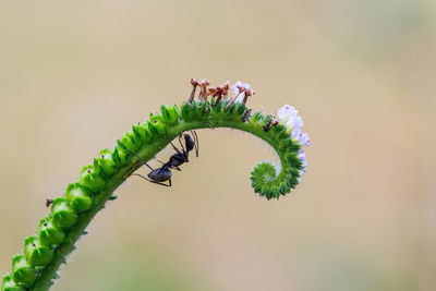 Close-up of ant on plant