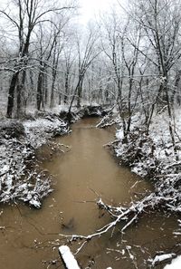 Bare trees by river during winter