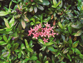 High angle view of flowering plants