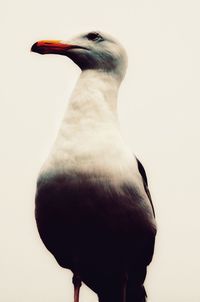Close-up of bird perching on wood against clear sky