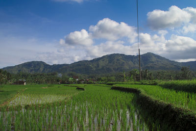 Scenic view of agricultural field against sky