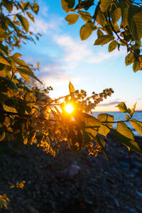 Low angle view of leaves against sky during sunset