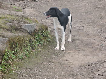 Dog on field