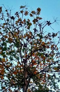 Low angle view of trees against clear blue sky