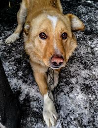 Close-up portrait of a dog