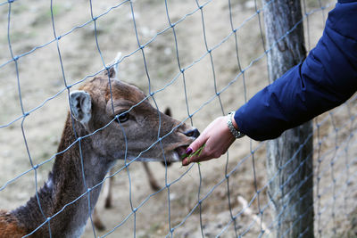 Full length of hand touching horse