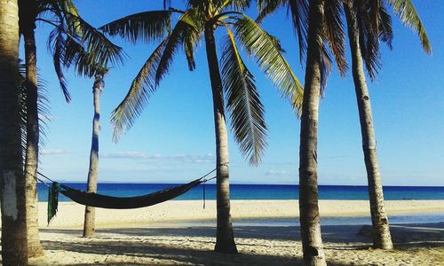 Palm trees on beach