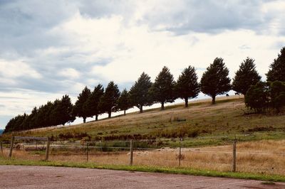 Trees on field against sky