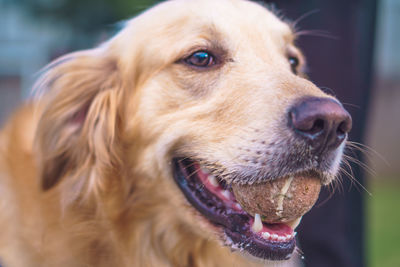 Close-up of dog looking away