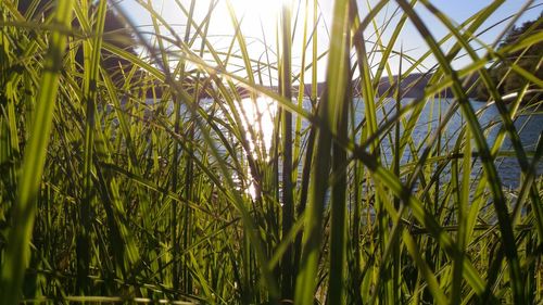 Close-up of crops growing on field against sky