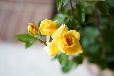 Close-up of yellow rose bouquet