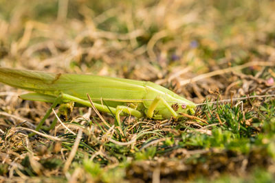Close-up of insect on grass