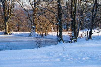 Bare tree on snow covered field