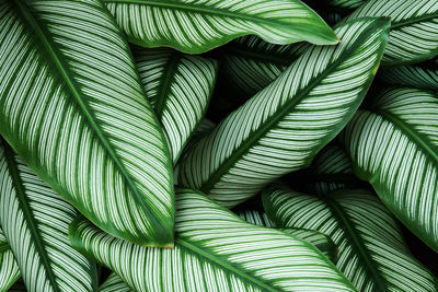 Tropical foliage green leaves with white stripes of calathea majestica natural pattern background