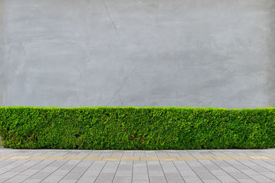 Plants growing on field by wall