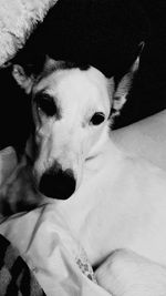 Portrait of dog resting on bed