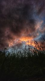 Silhouette plants against dramatic sky at sunset