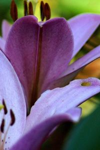 Close-up of pink flowers