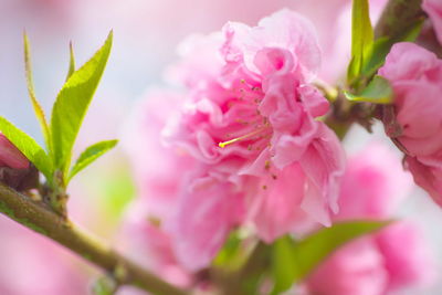 Close-up of pink flowers