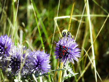 Close-up of honey bee on thistle