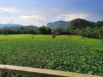 Scenic view of field against sky