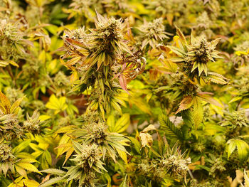 Close-up of flowering cannabis plants