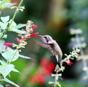 Close-up of insect on flower